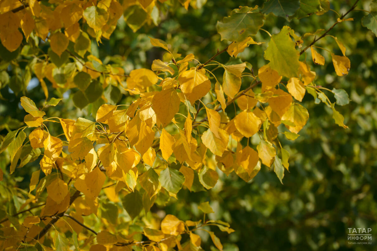 Конец сентября в Татарстане будет на один градус теплее нормы