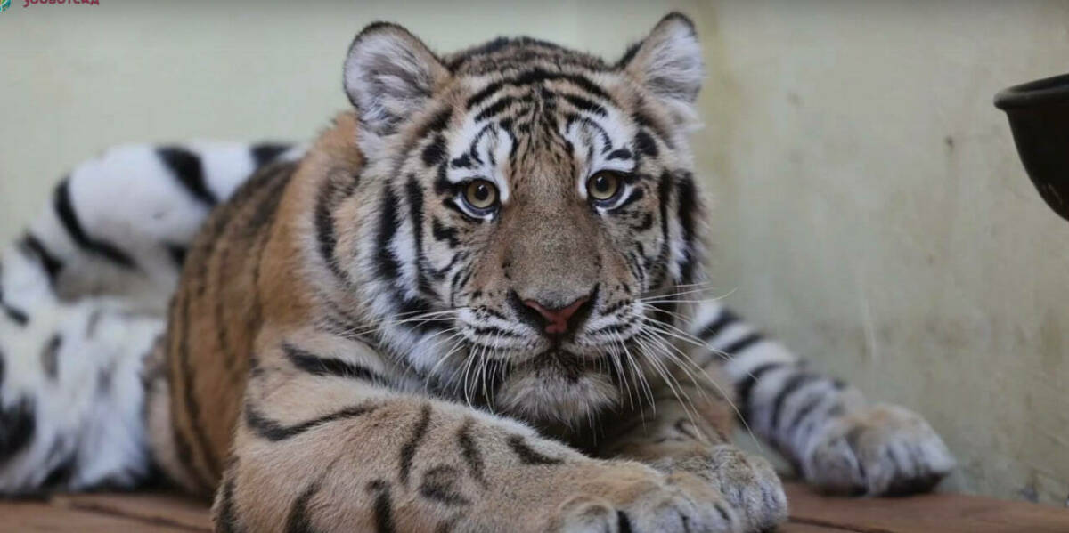 В Казанском зооботсаду объявили конкурс имен для пары амурских тигров