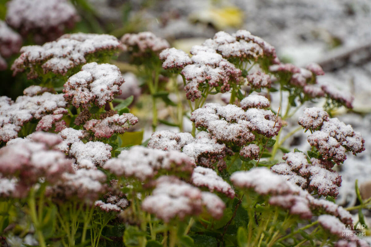 Гидрометцентр РФ предупредил о заморозках в Поволжье до -5 градусов