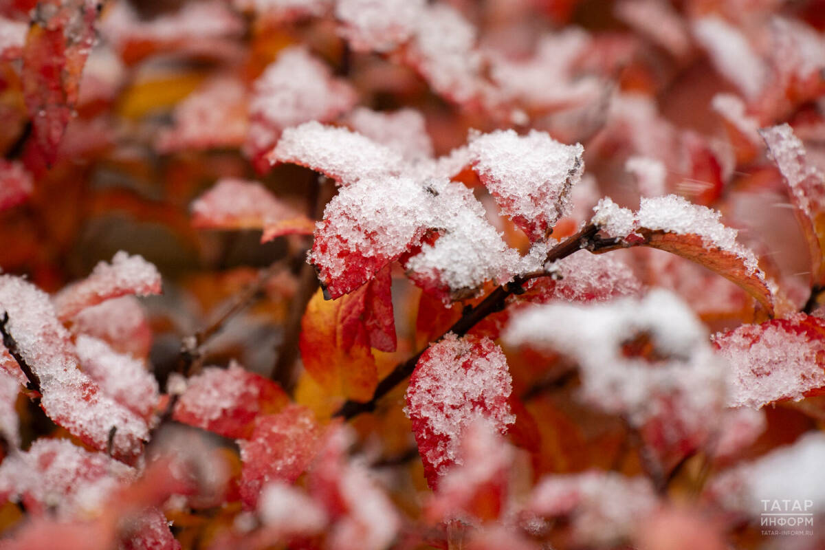 Вильфанд предупредил о заморозках до -8 градусов в Приволжье