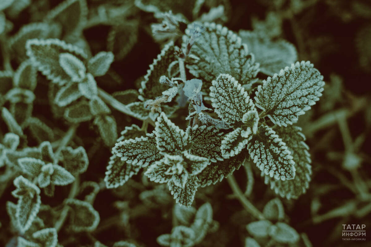 Гидрометцентр предупредил о самой холодной ночи в РТ с начала осени