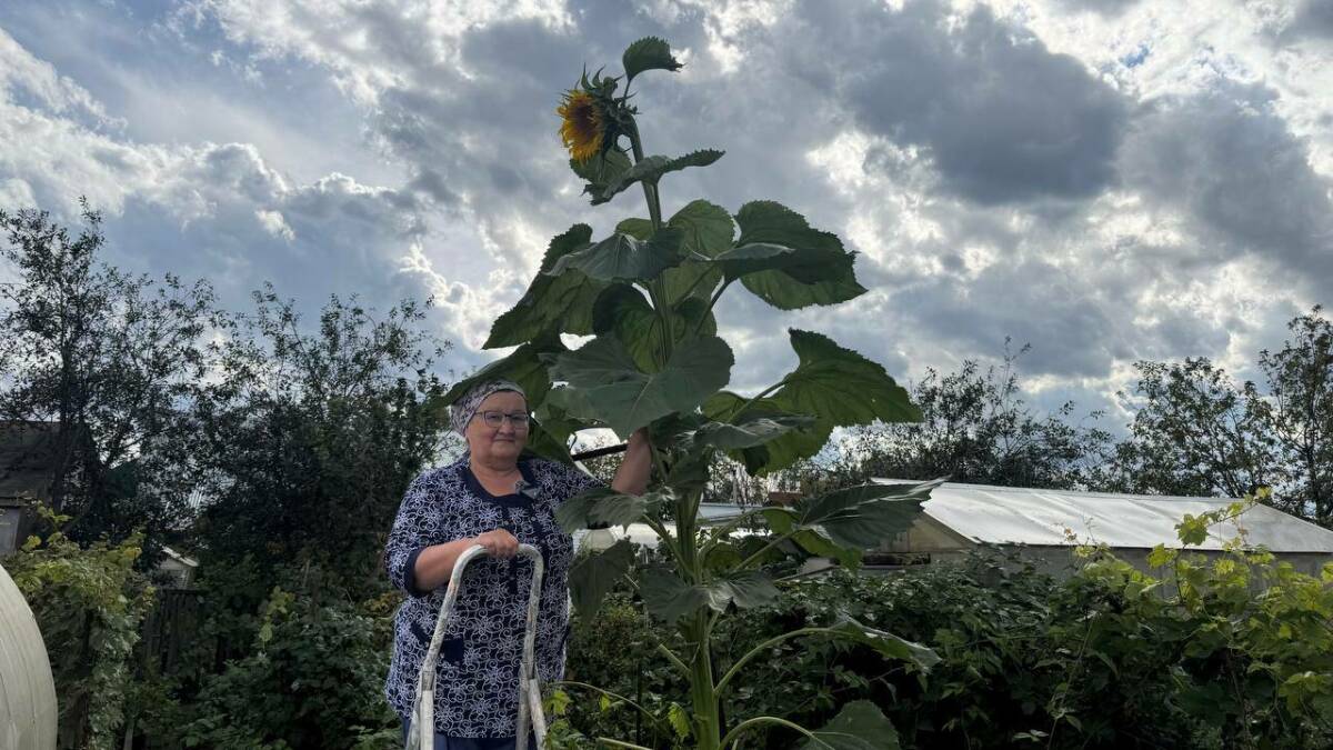 «Один вот такой огромный вымахал»: в Нурлате вырос подсолнух-гигант выше 3-х метров