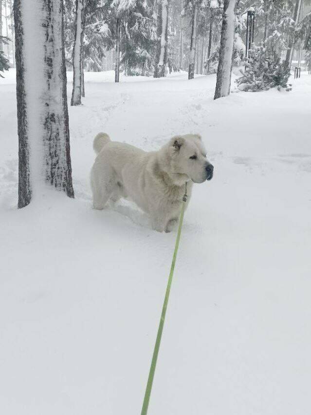 Рустам Минниханов поделился зимней фотографией Акдуса