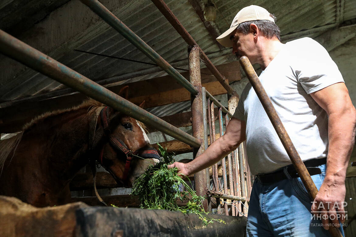 Около 5 млрд рублей за 10 лет: в Татарстане увеличат поддержку личных подсобных хозяйств