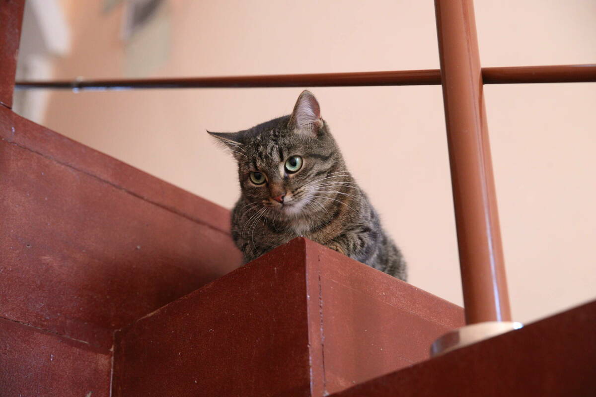 В Госдуме могут рассмотреть проект об ограничении числа кошек и собак в квартирах