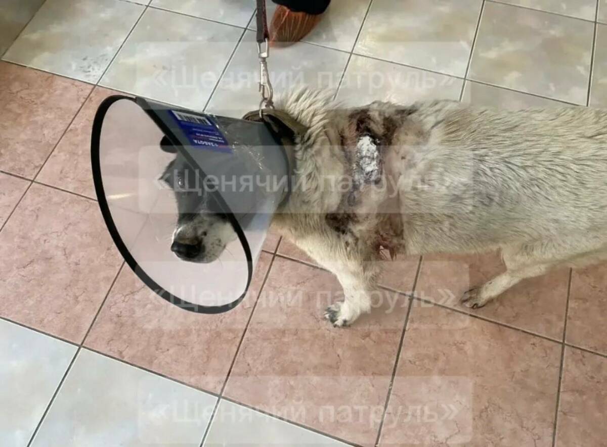 Истерзанную собаку с глубокими ранами нашли волонтеры на парковке возле ЖК «Легенда». Рядом предполагаемые орудия издевательств – канистра и гарпун. Собаке, которая пострадала от такой жестокости, 13 лет. Жила она на парковке жилого дома и никогда не проявляла агрессию. Сейчас она проходит лечение, а ее обидчика ищет полиция.