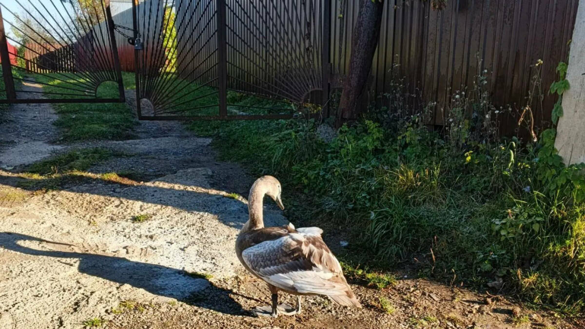 В Нижнекамском районе спасли краснокнижного лебедя, не сумевшего взлететь
