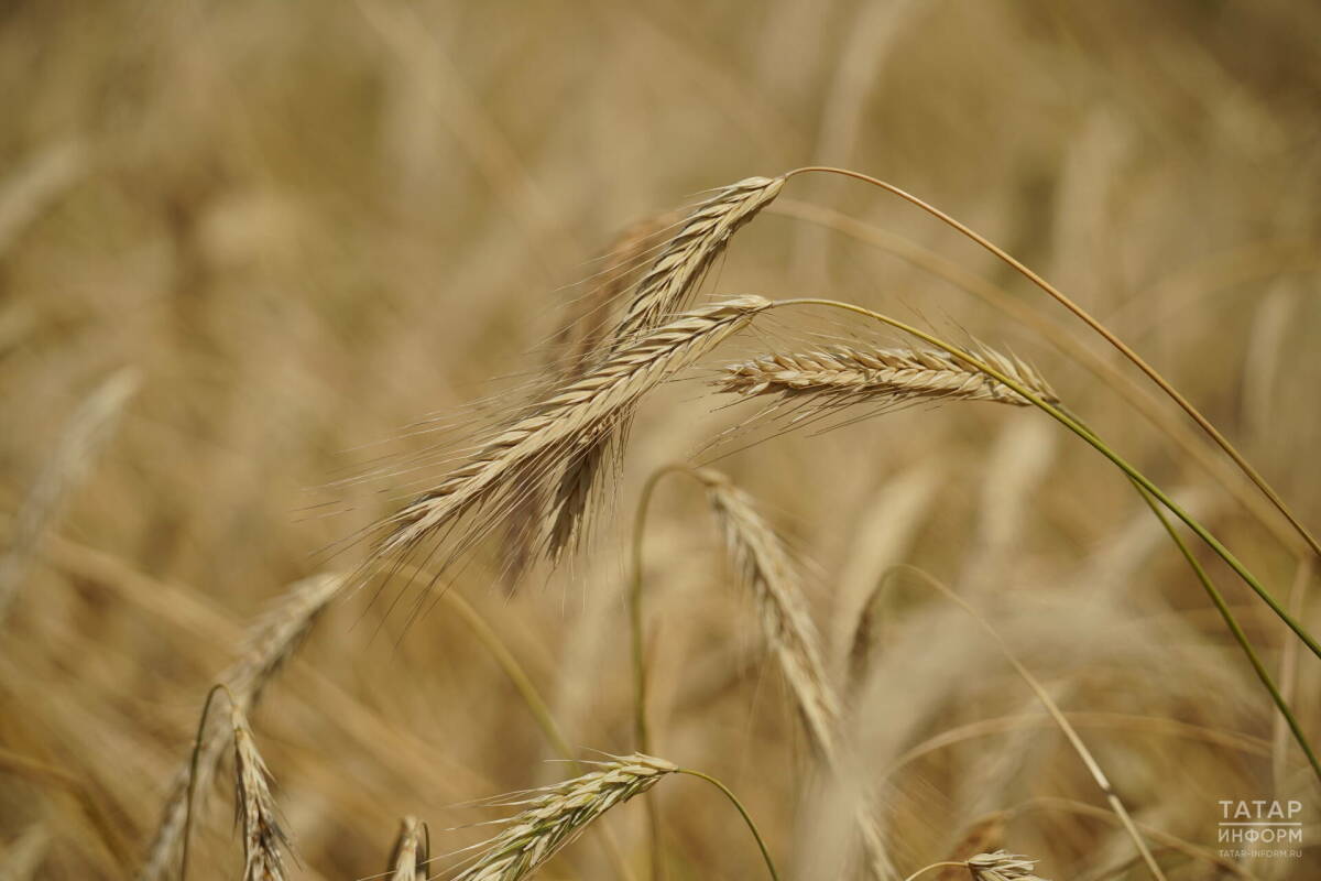 Ученые КФУ и Китая разработали препарат для повышения урожайности пшеницы