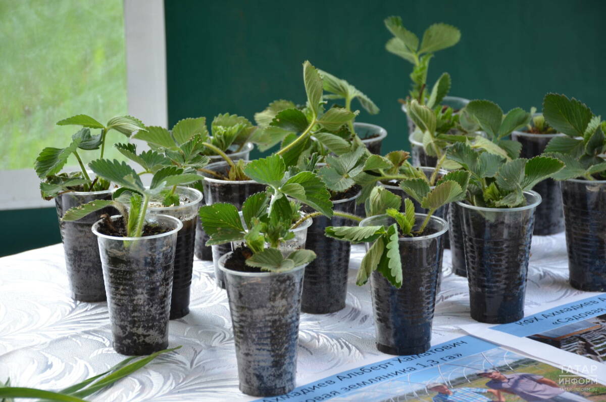 Почему всходы гибнут: специалисты «ЦОК АПК» в РТ дали советы по выращиванию рассады