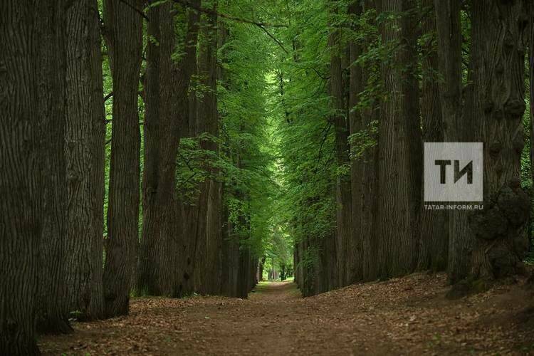 «Читал про «вандалов»: хозяин сада Нарышкиных – Паулуччи прокомментировал вырубку яблонь