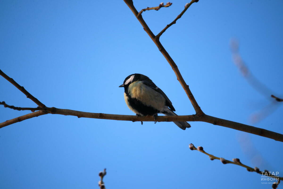 В Татарстане в выходные потеплеет до нуля градусов – синоптик