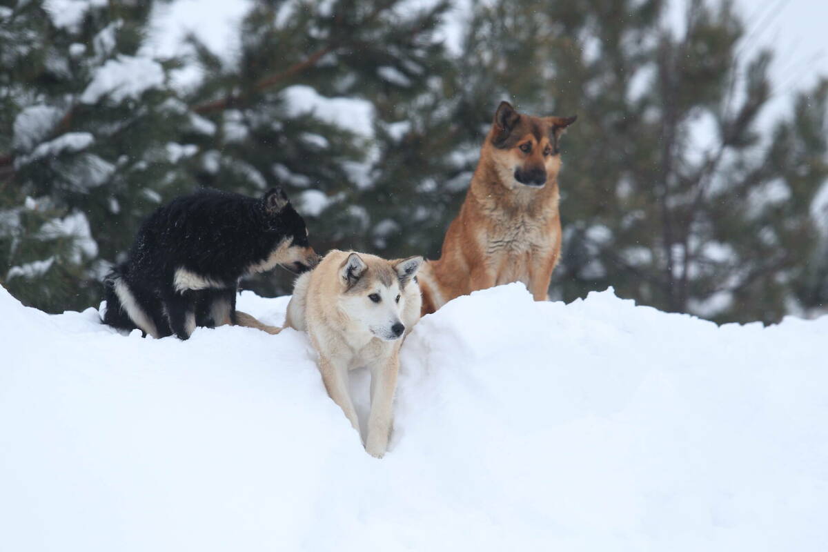 «Случай Додобони» вызвал большой негативный резонанс по отношению к сети «Додо Пицца». В итоге последовали увольнения сотрудников компании, а ее основатель объявил о политике pet-friendly в своих заведениях. Что произошло с сердобольным курьером и его начальницей и почему это так взволновало общественность – в колонке обозревателя Альберта Бикбова.