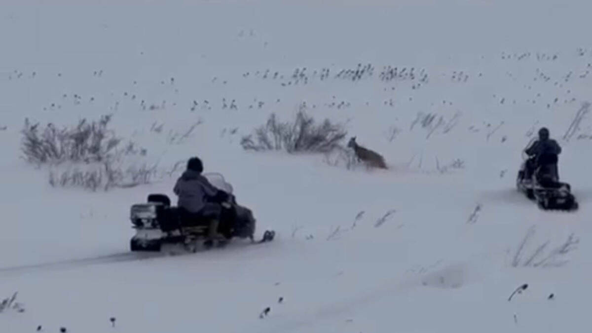 Под Свияжском спасли косулю, застрявшую в сугробе