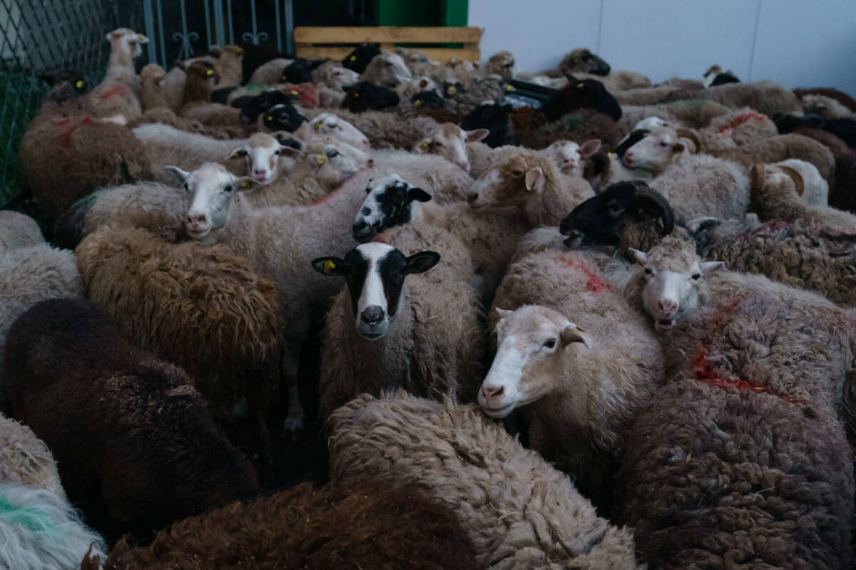 Управление ветеринарии: В РТ достаточно овец для жертвоприношения на Курбан-байрам