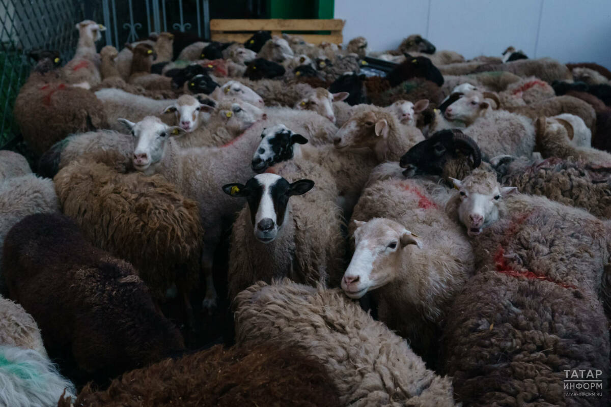Управление ветеринарии: В РТ достаточно овец для жертвоприношения на Курбан-байрам