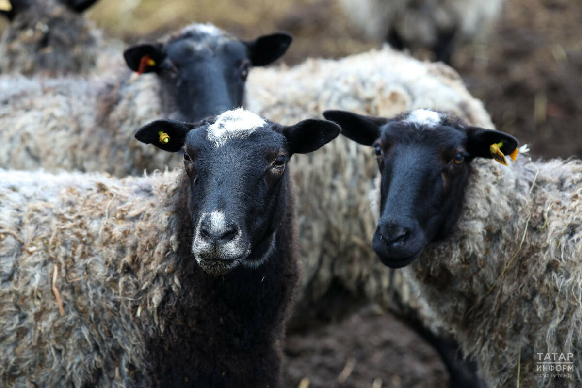 Стали известны условия ввоза и забоя скота на Курбан-байрам в Татарстане