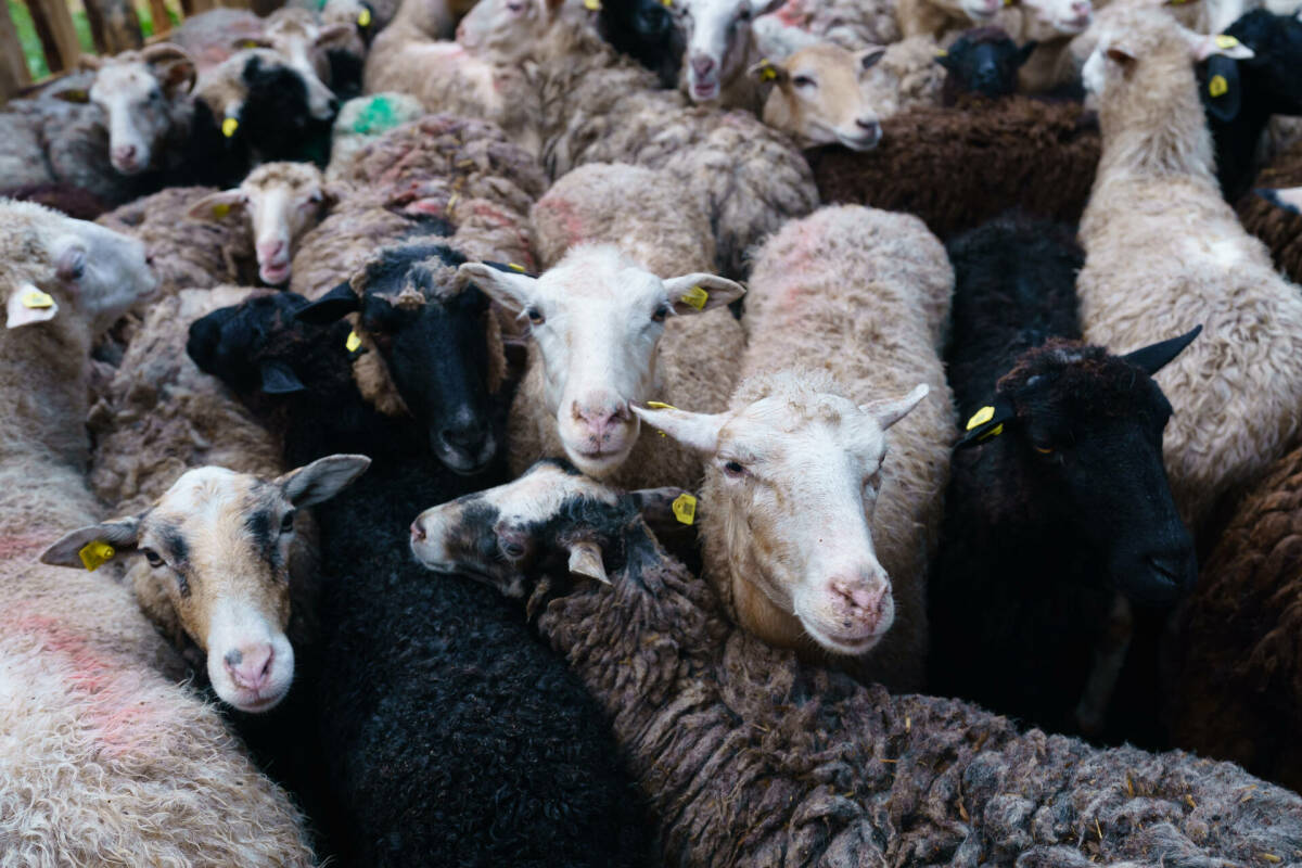 Управление ветеринарии призвало на Курбан-байрам покупать овец в Татарстане