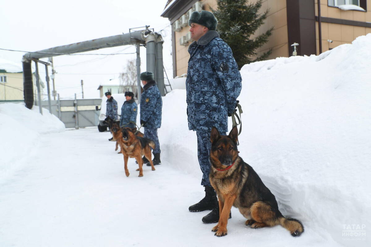 «Наших собак даже на Кубу отправляют»: как в РТ выращивают щенков для службы в колониях
