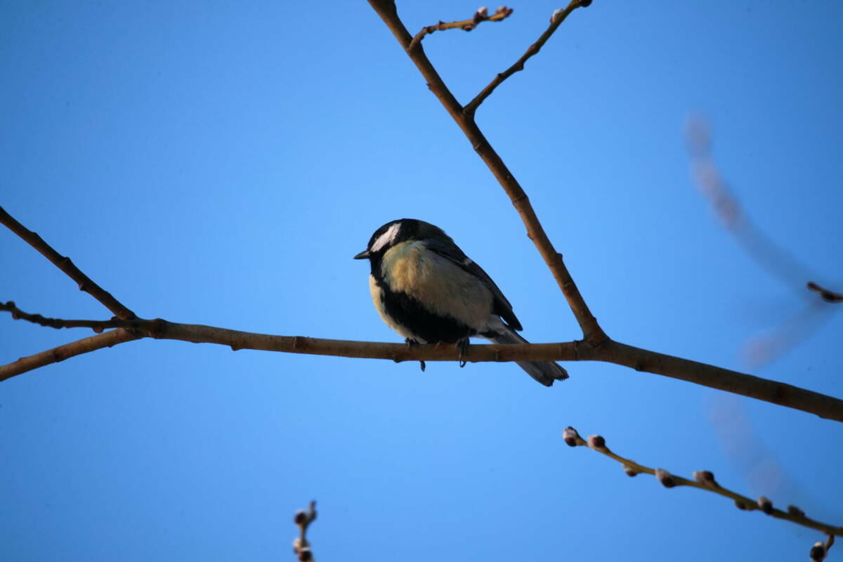 В Казани продолжается обновление температурных рекордов