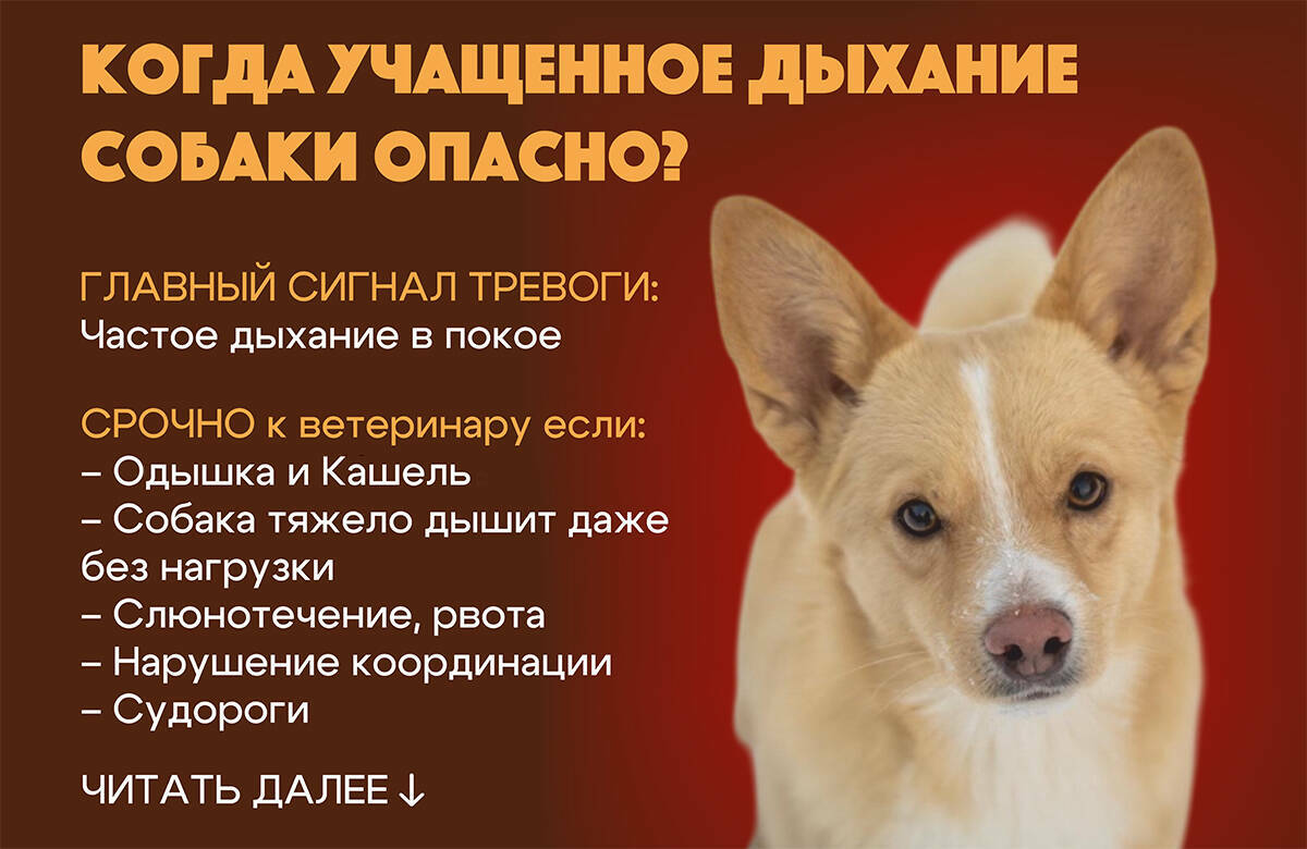 Кинолог объяснил, когда учащенное дыхание собаки становится опасным
