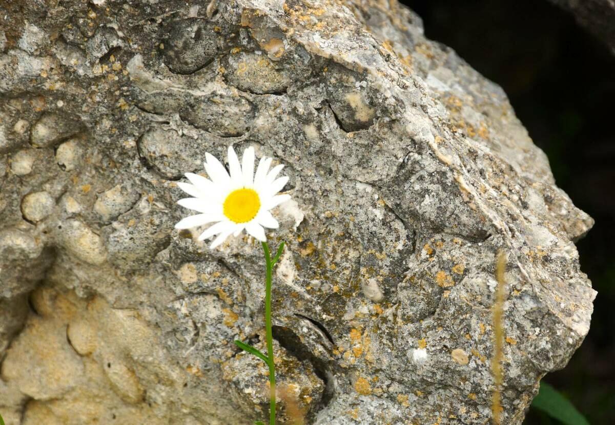 В первой части шла речь о горном материале, который стал одним из кодов идентичности Альметьевска. Теперь – о геологической истории чупаевского камня, а также каркалинского и о том, почему известняк с правого берега Волги не годился для стен Казанского Кремля. Войдут ли эти горные породы в будущий геопарк по примеру знаменитых шиханов Башкирии?