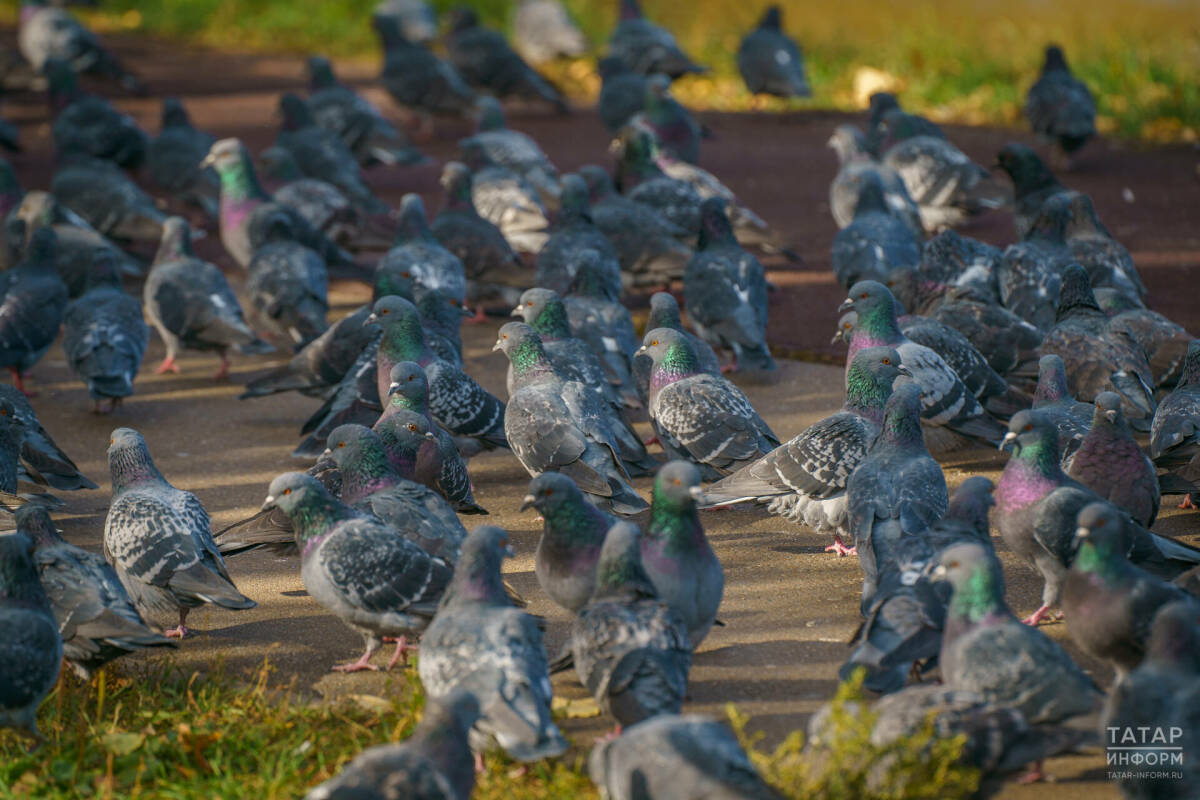Россиялеләрне өй янында күгәрченнәр ашаткан өчен штрафлар турында кисәттеләр