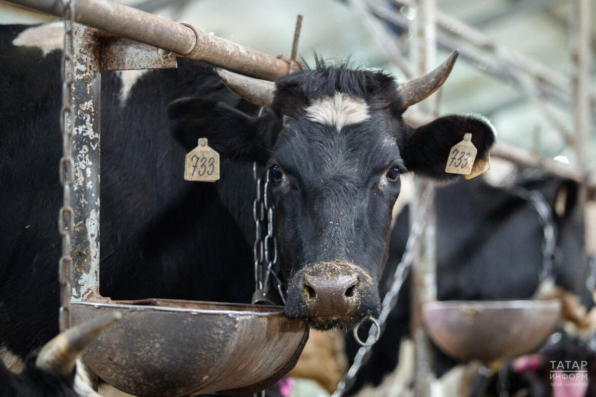 Инфекция у границ: чем опасен пастереллез и какие ограничения ввел Татарстан