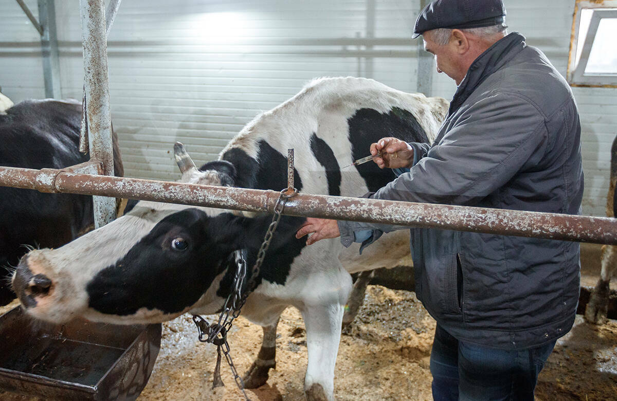 Инфекция у границ: чем опасен пастереллез и какие ограничения ввел Татарстан