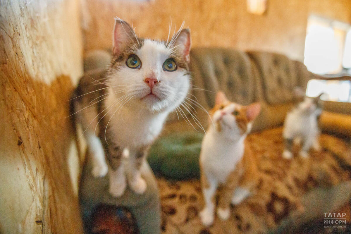 В Татарстане предложили ограничить число домашних животных в квартирах