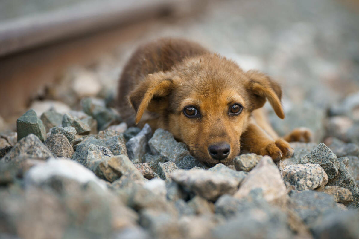 Кинологи рассказали, что укусы даже неядовитых змей могут быть опасны для собак