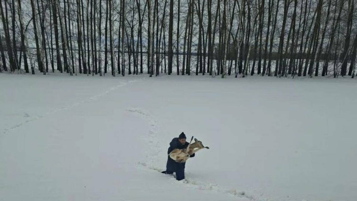 В Алькеевском районе экологи спасли косулю с поврежденной ногой