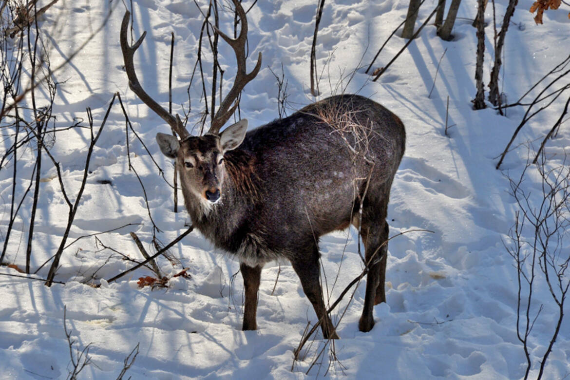 Лоси достигли предела, а медведи стали трофеями: Татарстан завершает «лесную перепись»