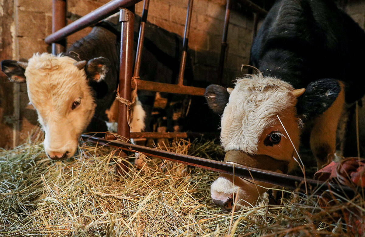 Несмотря на благополучную эпизоотическую обстановку в Татарстане, угроза заноса опасных инфекций из других регионов России сохраняется. Ветслужба держит ситуацию под контролем, но призывает татарстанцев соблюдать требования по содержанию и ввозу животных. Подробнее – в материале «Татар-информа».