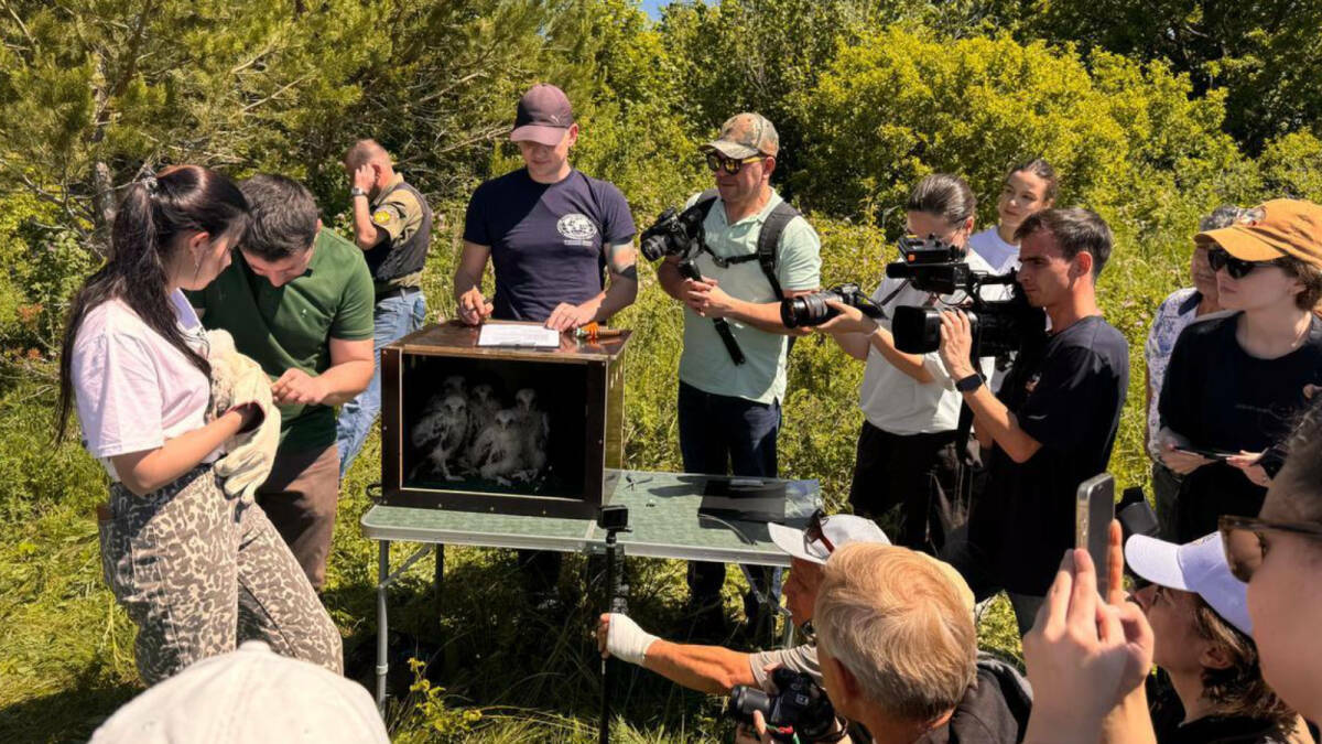 Минэкологии РТ в этом году выпустит 15 соколов и установит на них трекеры 