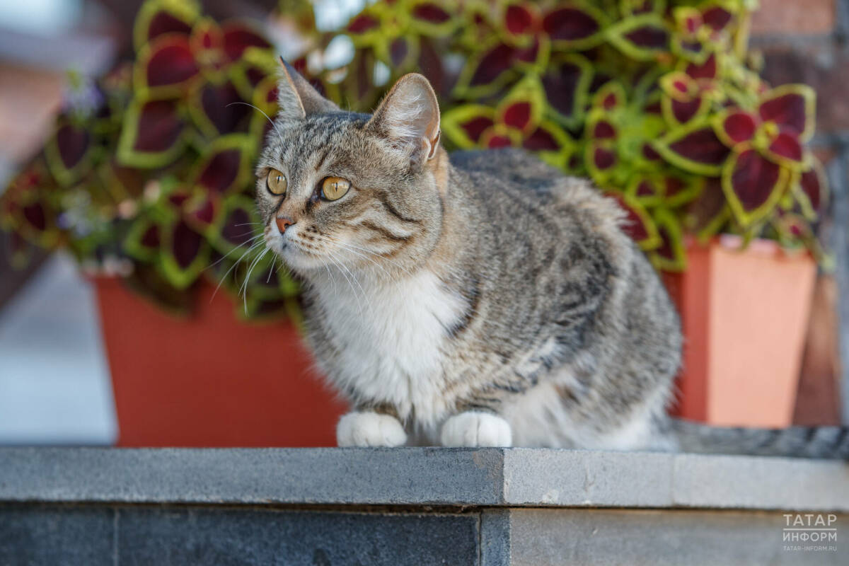 Ветеринар перечислила симптомы отравления кошек комнатными растениями