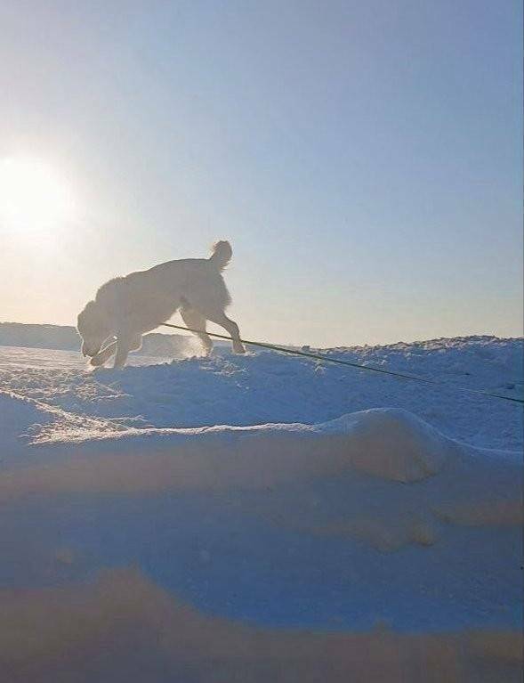 Минниханов поделился фотографией прогулки со своим псом и пожелал татарстанцем тепла