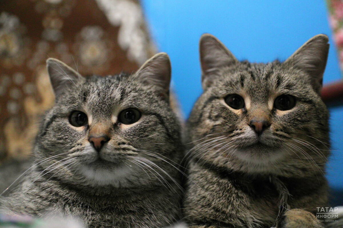 Бесплатная вакцинация домашних животных пройдет в Казани 11 и 12 апреля