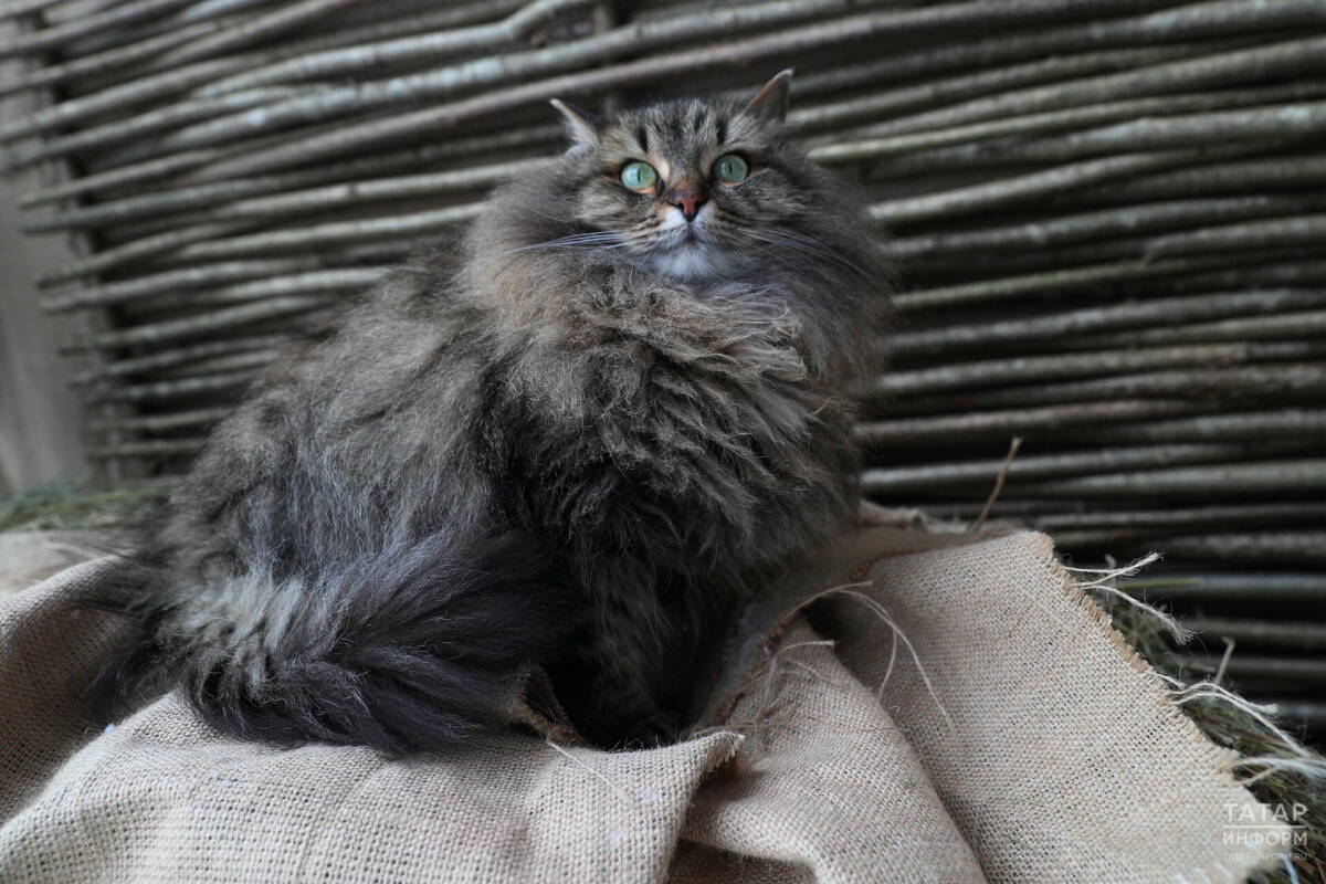 Ветеринар: Чтобы изменить поведение кота, надо изучить его действия