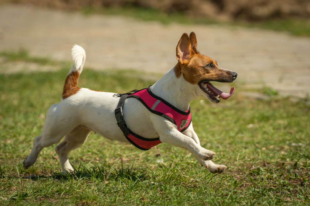 Более 66 тысяч собак зарегистрировано в Татарстане