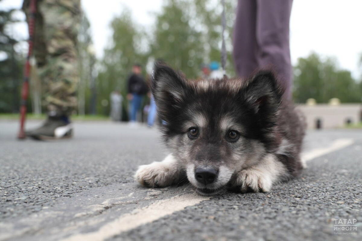 Кинолог Голубев объяснил, что собака может есть слишком быстро из-за инстинктов