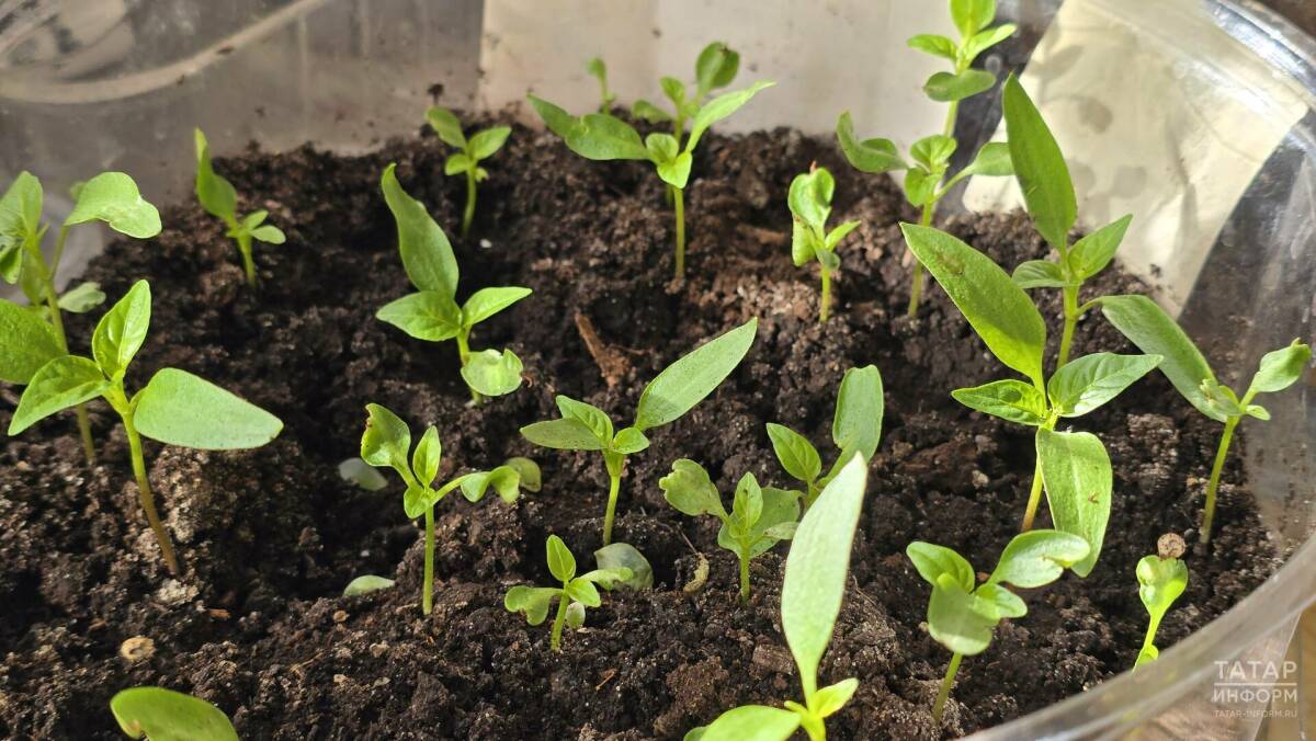 Синоптик Макарова предупредила дачников о рисках ранней посадки рассады в апреле