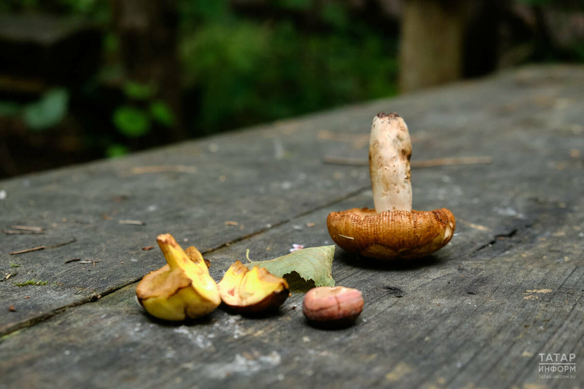 Миколог Дьяков рассказал о токсине в строчках и рисках отравления