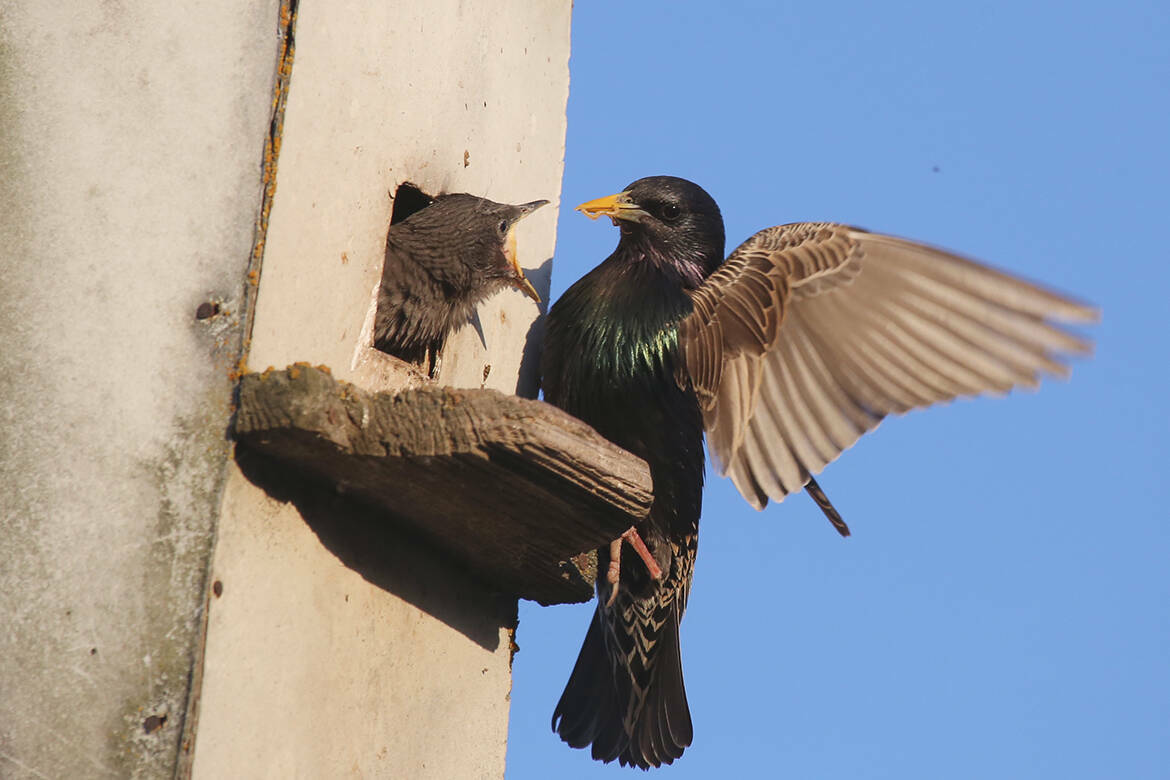 Аномально теплая весна пришла в Татарстан, а с ней в республику вернулись скворцы, жаворонки, зяблики. Радость от возвращения перелетных птиц омрачает «жилищный кризис» – в городах им не хватает мест для гнездования. Чем опасны вороны в мае и почему на казанских свалках поселились орланы, «Татар-информ» узнал у орнитологов.