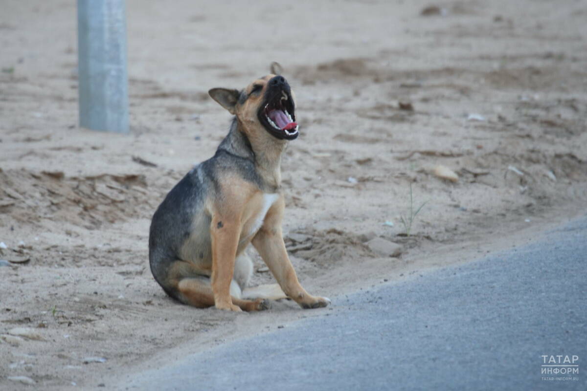 В РТ утвердили порядок введения экстраординарной ситуации из-за бездомных животных