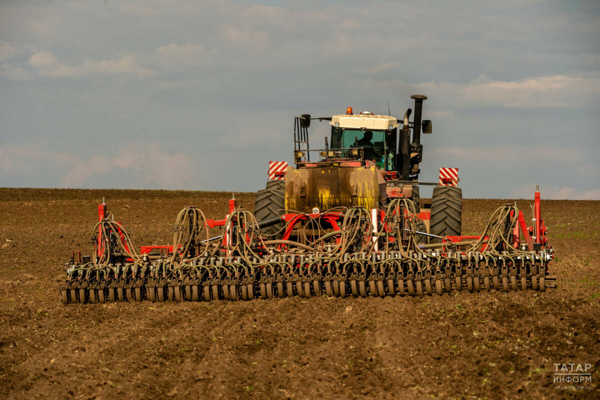 Площади зерновых сокращают, масличных – увеличивают: с чем Татарстан входит в посевную