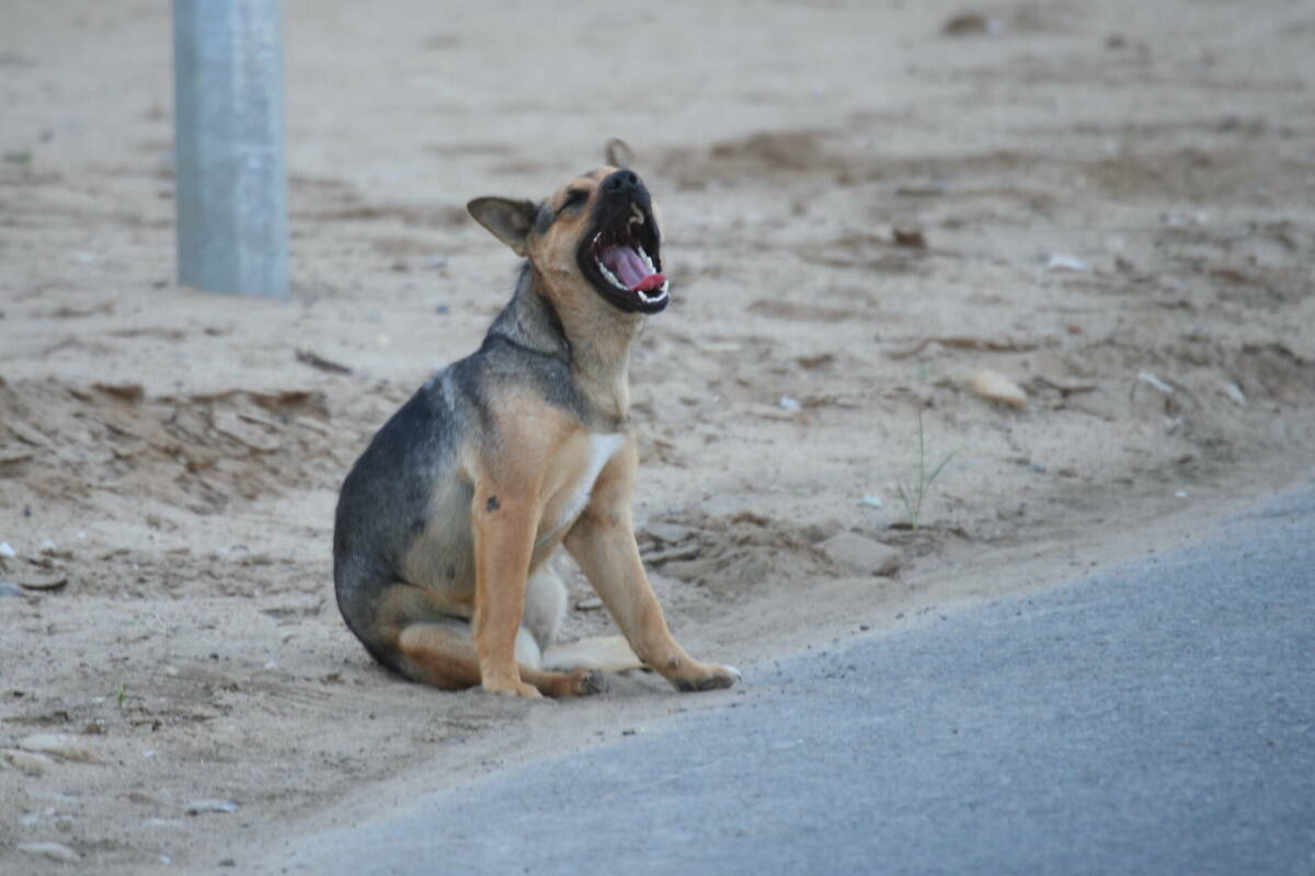 В РТ утвердили порядок введения экстраординарной ситуации из-за бездомных животных
