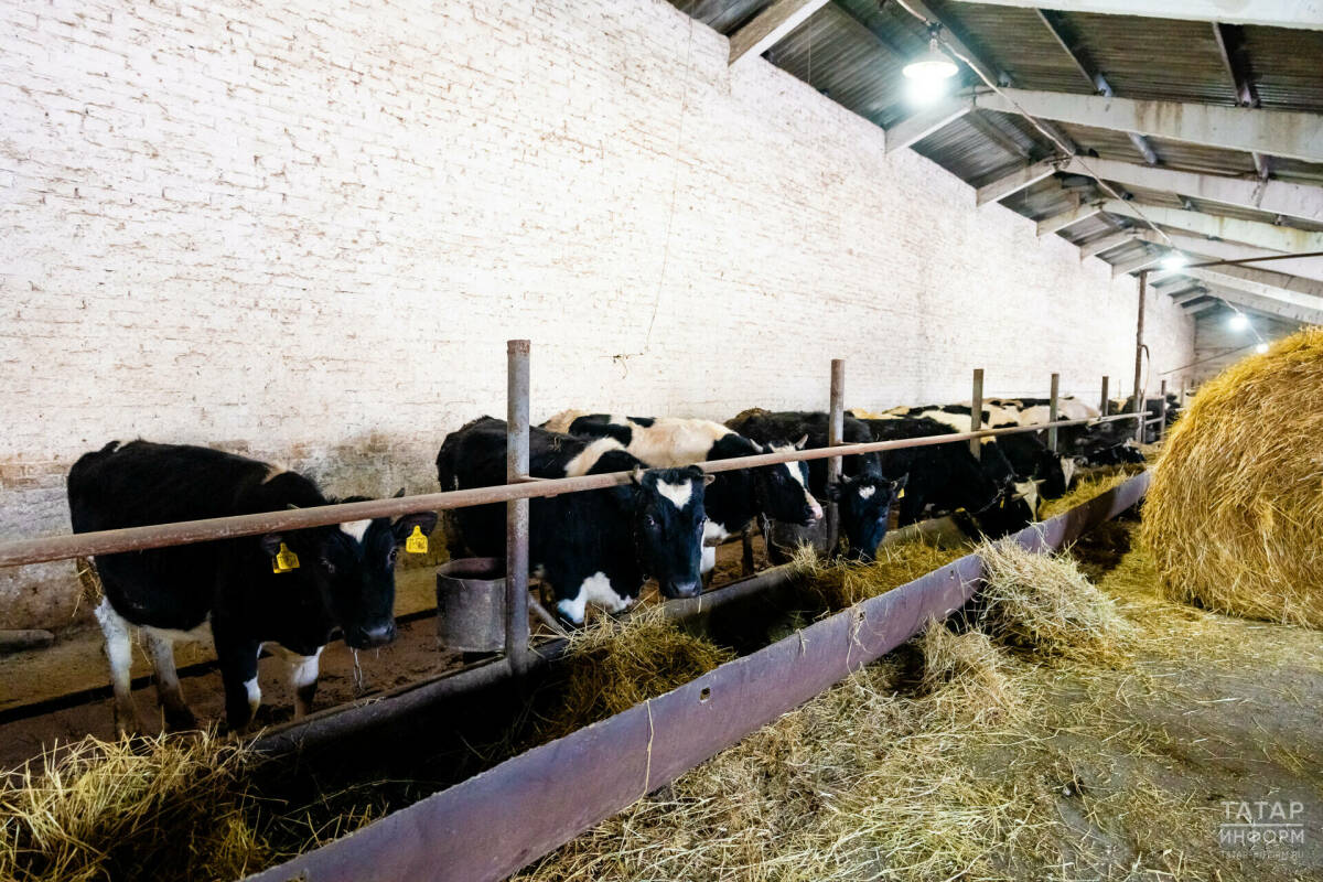 Власти РТ смогут ограничивать ввоз скота из регионов с вспышками ящура и бруцеллеза