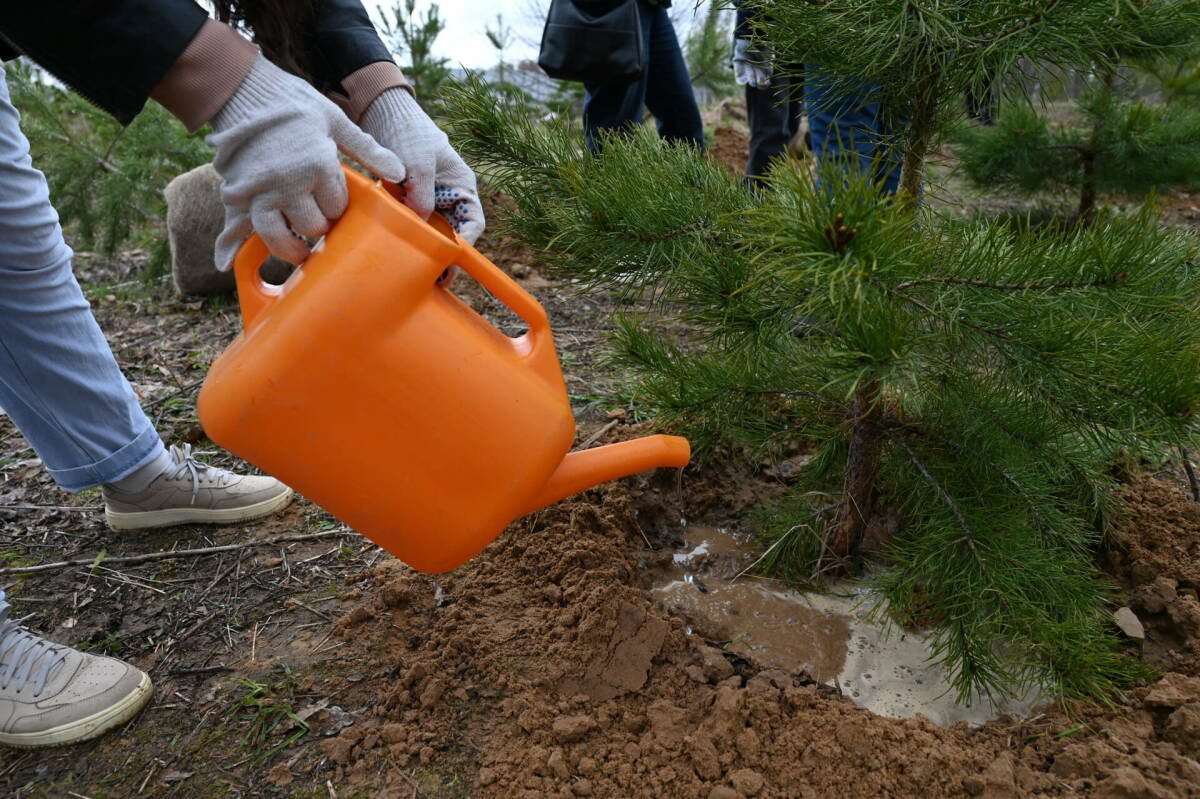 Сотрудники Администрации Раиса РТ, аппаратов ГС и Кабмина приняли участие в акции «Сад памяти»