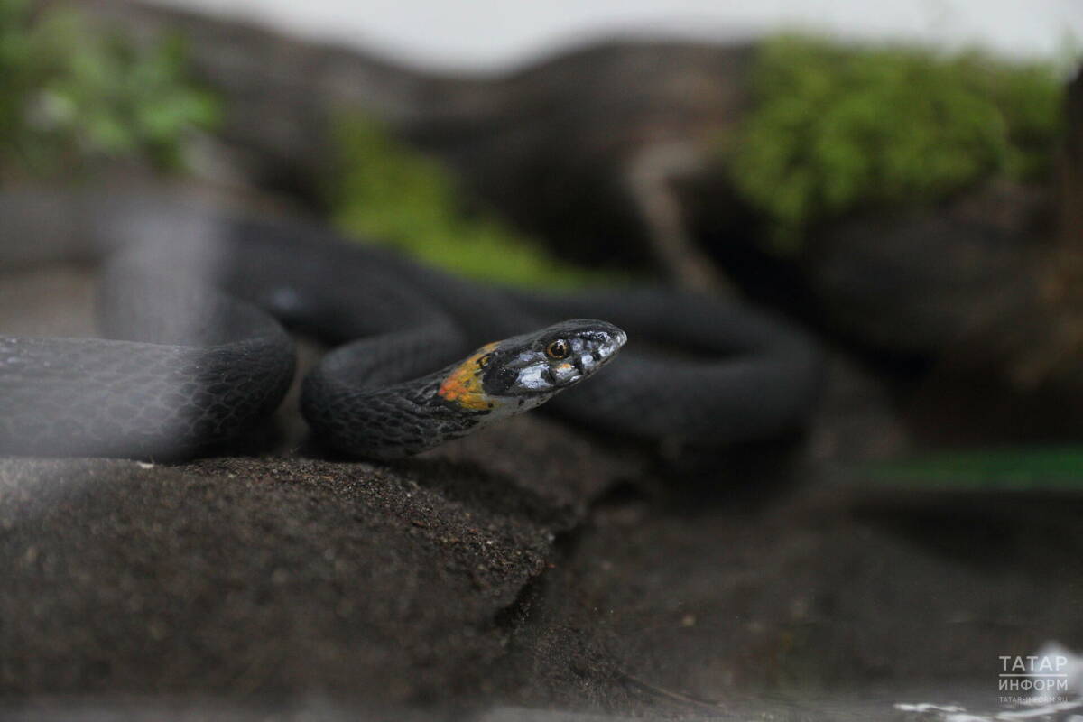 Вертикальный зрачок и зигзаг на спине: герпетолог рассказал, чем гадюка отличается от ужа