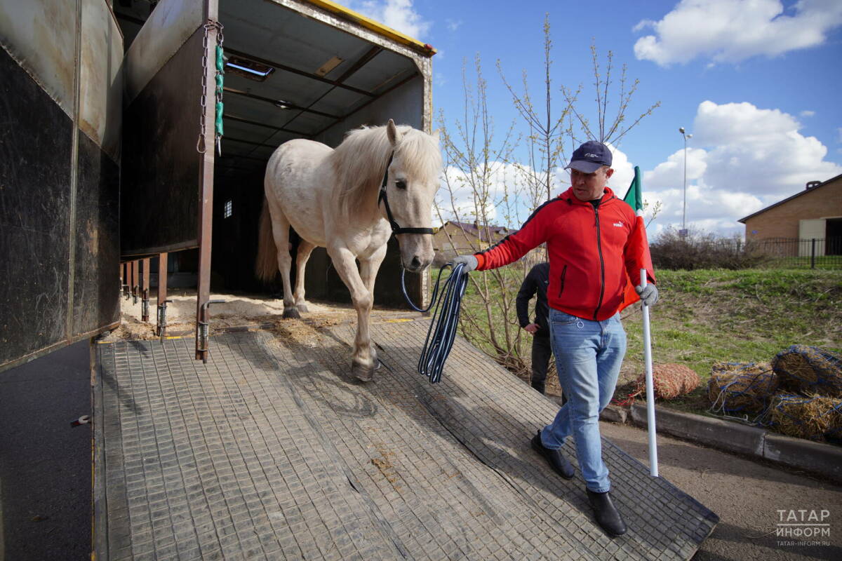 Из Казани в зону СВО отправили вторую партию лошадей